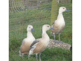 Champagne Fulvous Whistling Duck